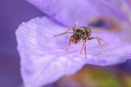 Mier op paars Viooltje von Amanda Blom