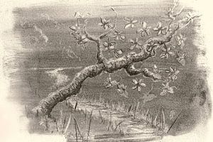 Zweig mit Blüte - Kohlezeichnung