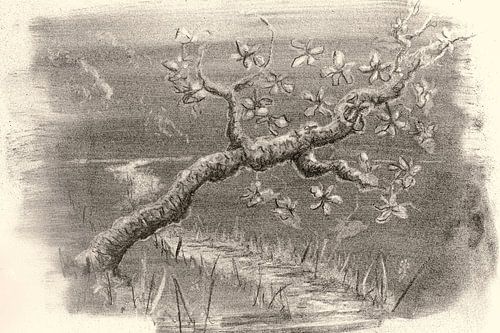Tak met bloesem - houtskool tekening