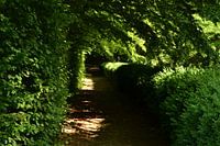 de groene tunnel