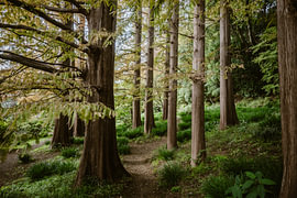 Waldweg im botanischen Garten Koishikawa Kōrakuen in Tokio | Stimmungsvolle Baumallee in Japan