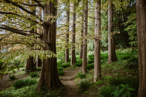 Waldweg im botanischen Garten Koishikawa Kōrakuen in Tokio | Stimmungsvolle Baumallee in Japan