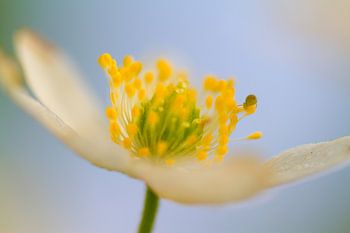 Closeup Bosanemoon