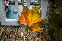 Urban Leaf