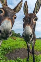 Was guckst Du ?