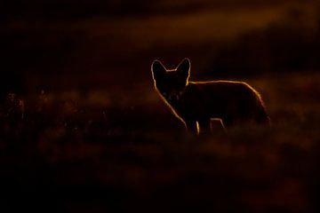 Fox sur Pim Leijen