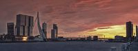 Panorama: The Ersamusbrigde with The Rotterdam behind it. RawBird Photo's Wouter Putter by Rawbird Photo's Wouter Putter thumbnail