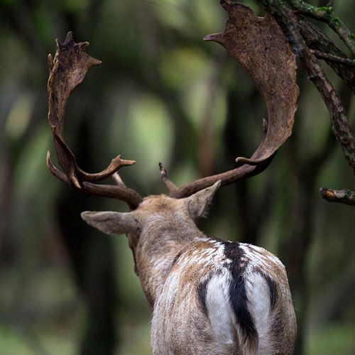 Deerburl I by Martin Helmich