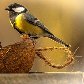 EDDYBERGER Profilfoto