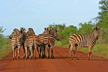 Zebras in Africa by ManSch