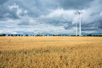 Golden wheat fields in Germany