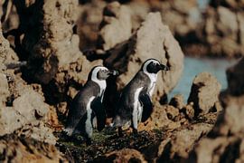 Pingouins dans la baie de Betty 4 sur Andy Troy