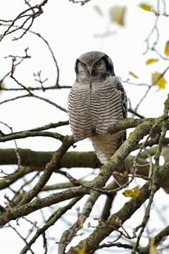 Northern Hawk Owl * Surnia ulula * van wunderbare Erde