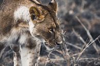 Der Serengeti Löwe von Johnny van der Leelie Miniaturansicht