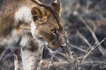 Der Serengeti Löwe von Johnny van der Leelie