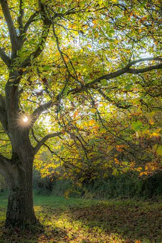 Oude notenboom met herfstkleuren