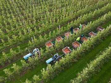 Cueillette : expérience fruitière dans la Betuwe