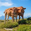 deux vaches au pâturage alpin du Niederhorn,  suisse sur SusaZoom