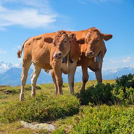 twee koeien op de alpenweide Niederhorn, zwitserland van SusaZoom