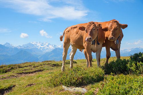 zwei braune Kühe auf der Alpenweide Schweiz