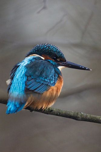 '-ijsvogel Europa in de winter