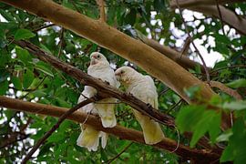 A couple of little corellas by Frank's Awesome Travels