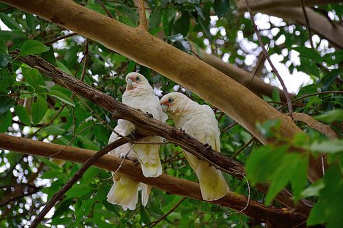 Een paar kleine corella's
