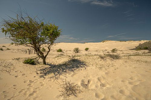 Kennemerduinen, Noord Holland
