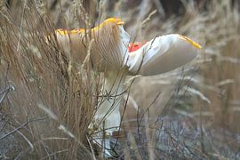 Zarter weiß roter Fliegenpilz, auf dem Waldboden. von Martin Köbsch