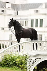 Cheval et palais de Soestdijk sur Keeley Wit