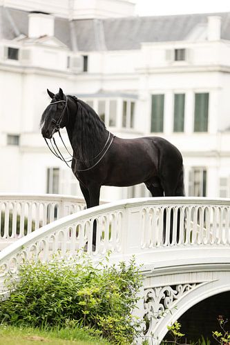 Pferd und Schloss Soestdijk