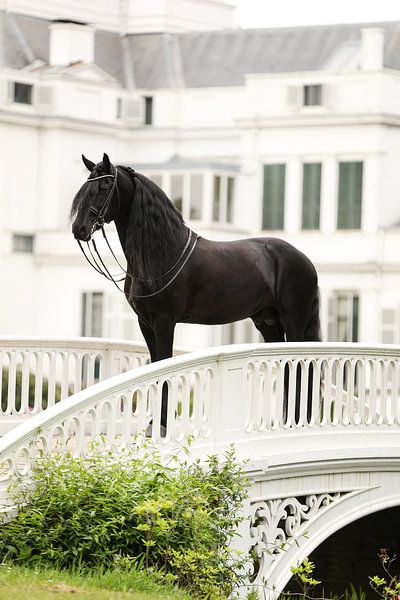 Cheval et palais de Soestdijk par Keeley Wit