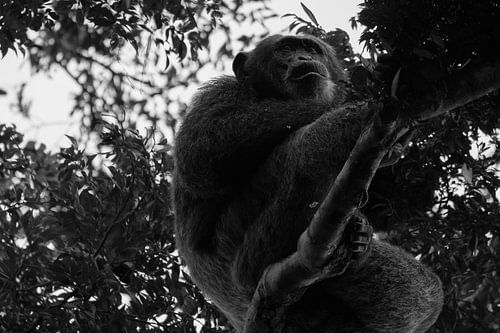 Chimpanzé, Ouganda, Noir et blanc