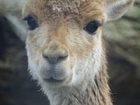 Lama