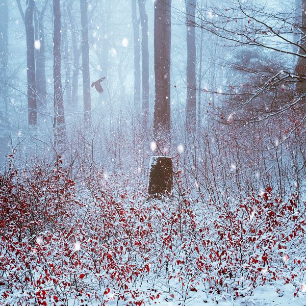 Sneeuwval bos van Dirk Wüstenhagen