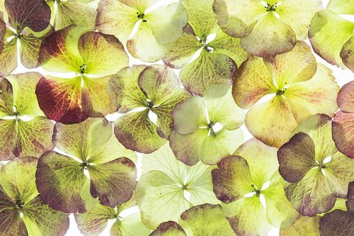 Hortensia (Hydrangea Macrophylla)