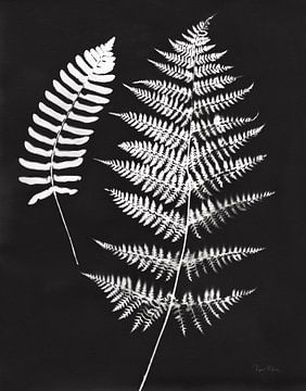 Nature by the Lake Ferns V Black Crop, Piper Rhue