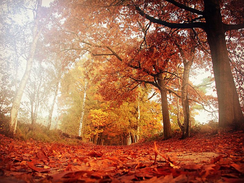 dreamwalk  by Els Fonteine