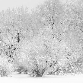 Koning Winter van Mario Brussé Fotografie