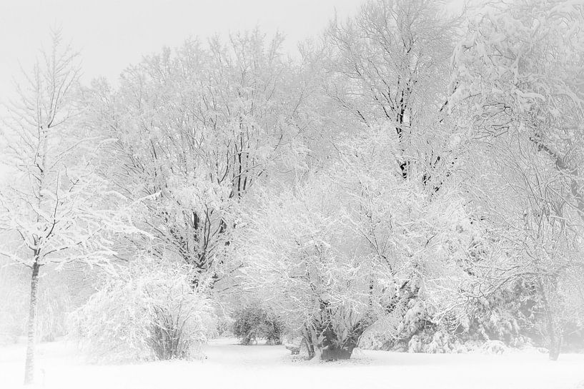 Koning Winter van Mario Brussé Fotografie