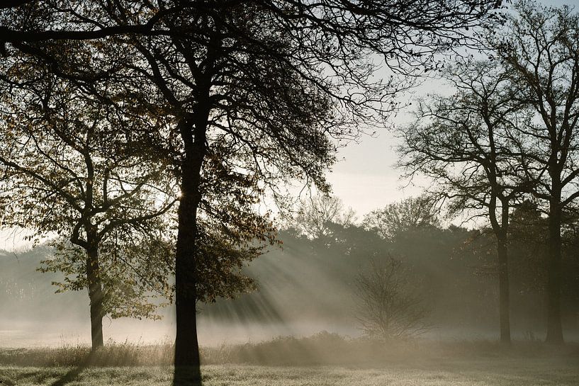 Morning fog in the countryside by Wianda Bongen