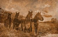Werkpaarden van Ans Bastiaanssen thumbnail