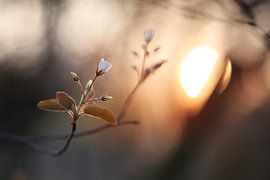 Anzeichen des Frühlings von Maayke Klaver