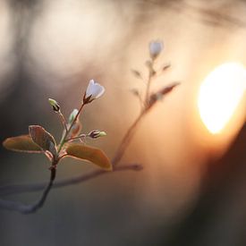 Signes du printemps sur Maayke Klaver