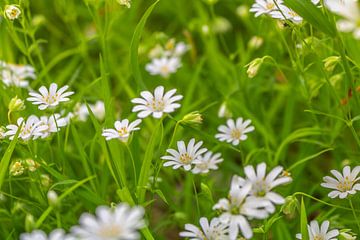 Kippenkruid - Stellaria holostea van Mixed media vector arts