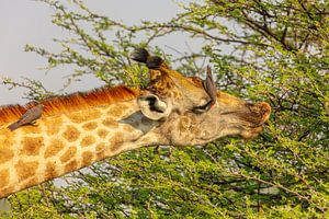 Giraffenporträt mit Rotschnabel-Madenhacker