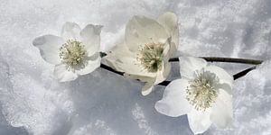 Schneerosen