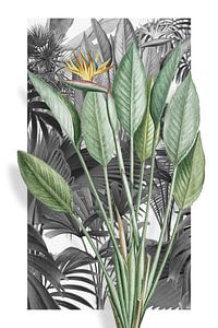 Strelitzia Reginae