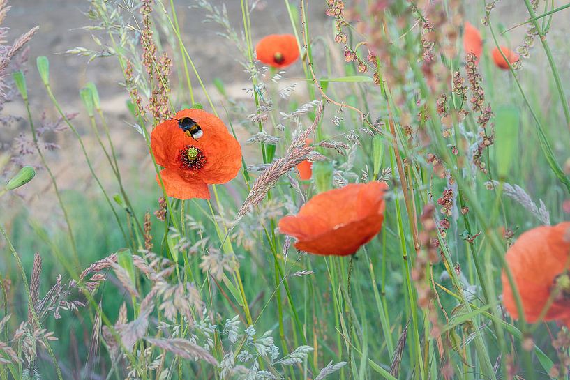 Soft poppy von Stefanie van Dijk