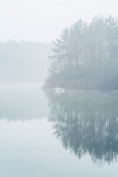 Schwanenpaar in einem Teich an einem nebligen Morgen von Karin de Jonge